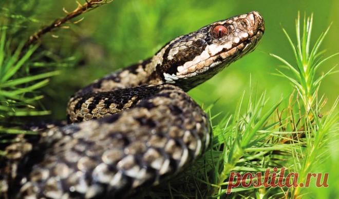 Если укусила змея - первая помощь и что нельзя делать &raquo; Женский Мир