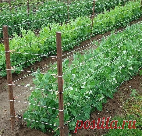 СОВЕТЫ ОГОРОДНИКАМ