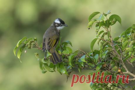 Light-vented Bulbul 白頭鵯 Hsinchu, Taiwan ( 新竹 青草湖)   This is a very common bird (subspecies) in Taiwan. Most bird photographers don't bother to take a picture. :)