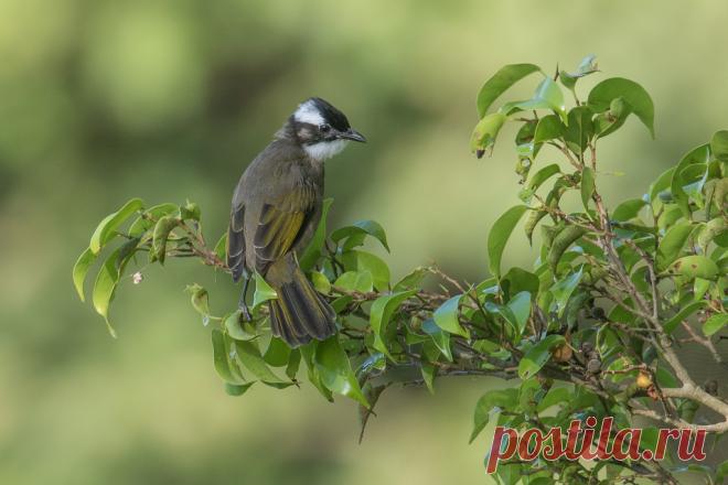Light-vented Bulbul 白頭鵯 Hsinchu, Taiwan ( 新竹 青草湖)   This is a very common bird (subspecies) in Taiwan. Most bird photographers don't bother to take a picture. :)