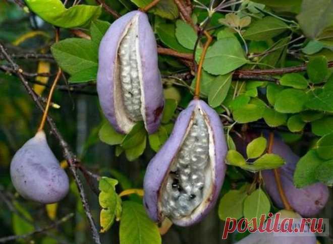 10 экзотических фруктов,о которых вы даже не слышали