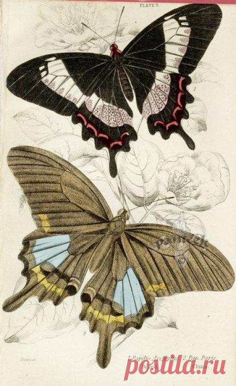 Картинки для творчества | 1 772 фотографии | ВКонтакте