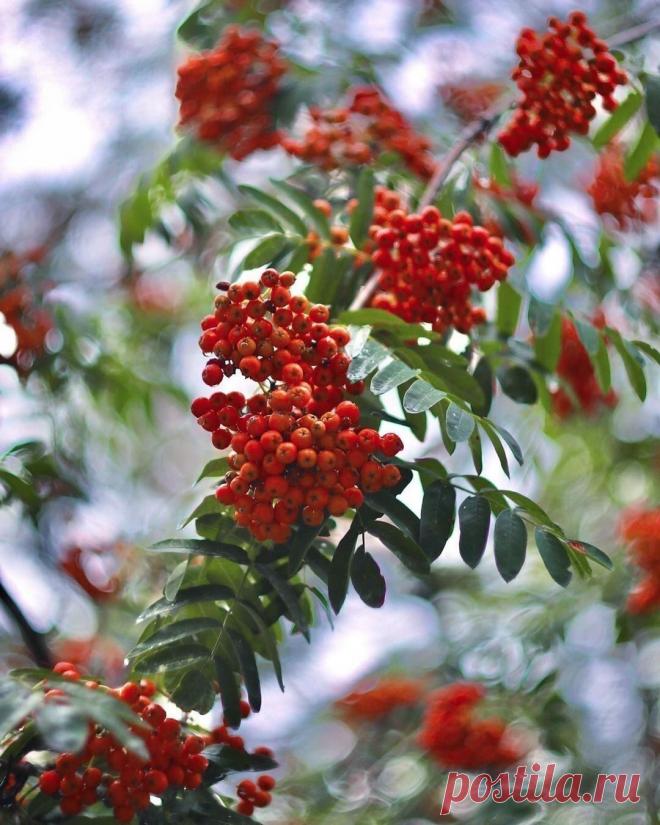 ღПлакала рябина: 