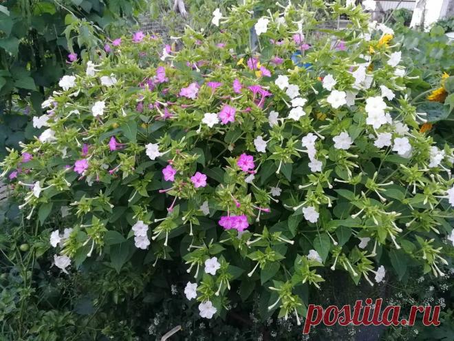 Какие цветы посею в апреле на рассаду | уДачный выбор | Яндекс Дзен