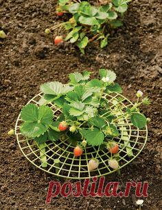 Strawberry Supports | Protect Berries with this Strawberry Plant Cradle
