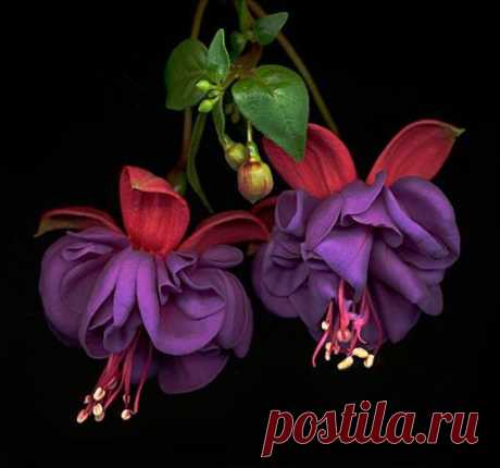 БЕСПЛАТНЫЕ МЕРЦАЮЩИЕ ОТКРЫТКИ И ПЛЕЙКАСТЫ
Айгуль Бигижанова