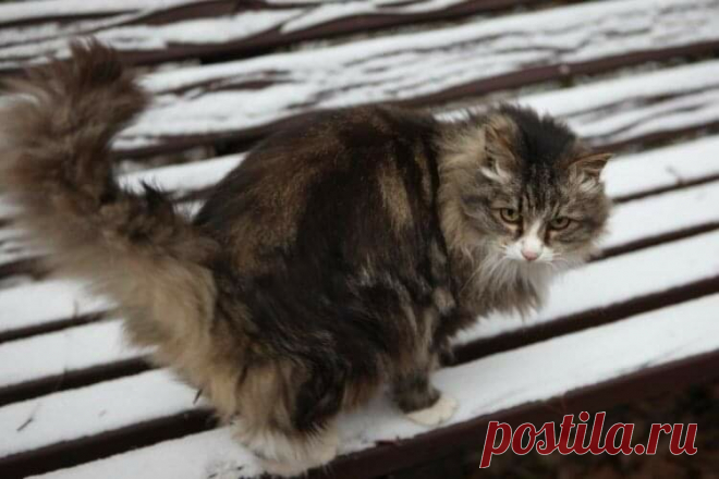 Кошка Муся живёт в больничном подвале и помогает медикам спасать жизни людей 🏥🐈