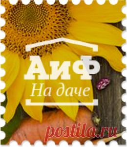 Как приготовить сливовое варенье - Кухня - Аргументы и Факты