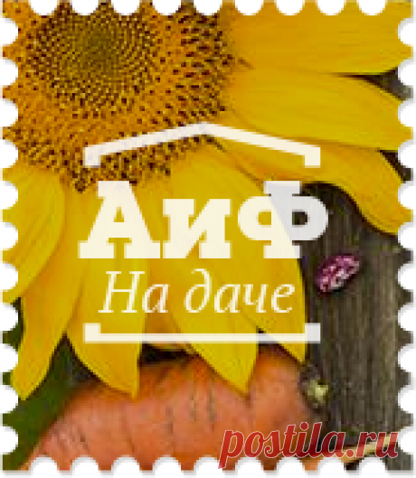 Как приготовить хренодёр - Кухня - Аргументы и Факты