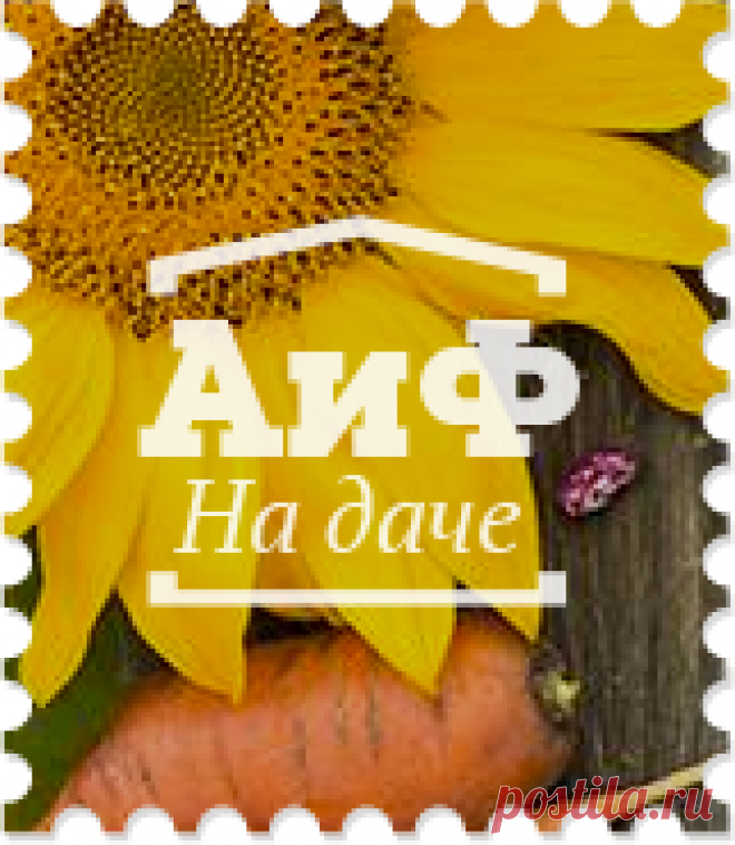 Как приготовить хренодёр - Кухня - Аргументы и Факты