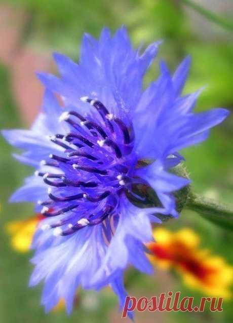 василёк