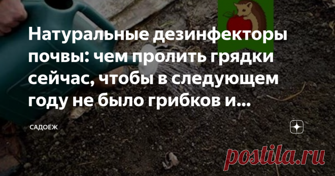 Натуральные дезинфекторы почвы: чем пролить грядки сейчас, чтобы в следующем году не было грибков и болезней