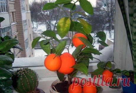 Как вырастить мандариновое дерево в горшке!