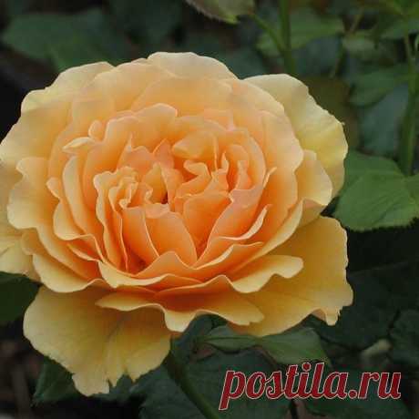 ПЛАТИНОВАЯ РОЗА
Добрый день, дорогие подписчики! С удовольствием представляем Вам очередную красавицу - розу флорибунду Amber Queen (Амбер Куин). Эта роза безусловно должна быть в Вашем саду. Неповторимый янтарно-желтый оттенок лепестков, обилие цветков, тонкий сладковатый аромат... - что может быть прекрасней?
 Бутон у розы абрикосовый, бокаловидный.
 Цветок диаметром 7-8 см абрикосово-золотистый с янтарным оттенком, чашевидный, махровый. В одном цветке насчитывается 25-3...