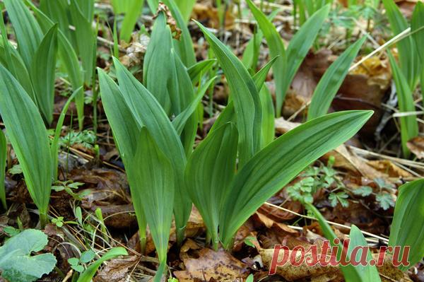 Черемша: посадка, уход, полезные свойства, заготовка