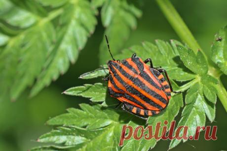 Итальянский клоп щитник: опасность для сада или друг огородника. Фото — Ботаничка