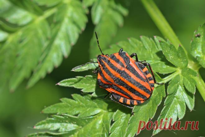 Итальянский клоп щитник: опасность для сада или друг огородника. Фото — Ботаничка