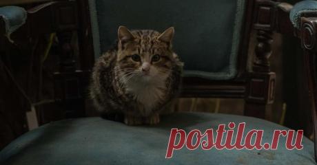 Он 100% заразен! Ишь, морда какая бандитская!