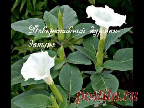 Цветок дурман.  Посадка семян на рассаду.