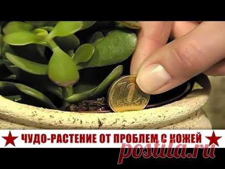 РАСТЕНИЕ ОТ МОРЩИН