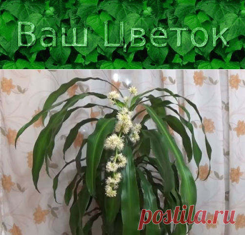 Драцена Душистая (Фрагранс) – фото, уход в домашних условиях, размножение, обрезка, польза и вред