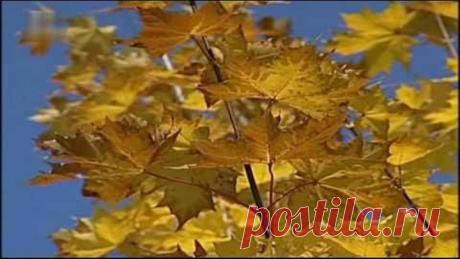 Одноклассники