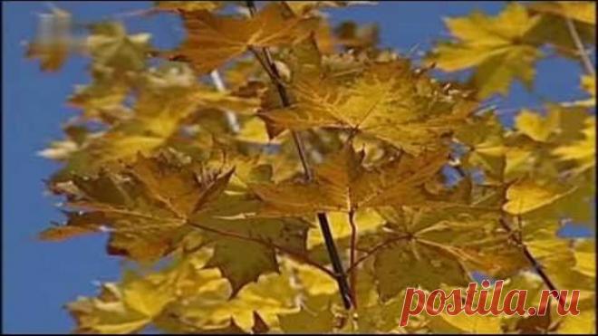 Одноклассники