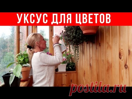 ОДИН пшик и ЦВЕТЫ ОЖИВАЮТ. Уксус для РАСТЕНИЙ