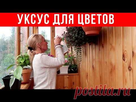 ОДИН пшик и ЦВЕТЫ ОЖИВАЮТ. Уксус для РАСТЕНИЙ