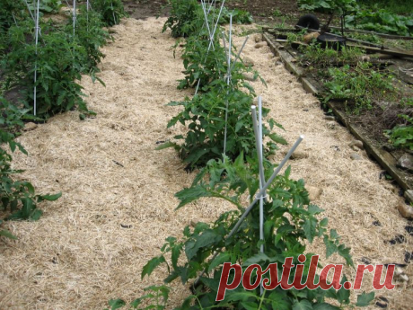 Правила мульчирования грядок — 6 соток