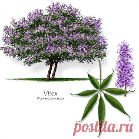 8 самых мощных трав для женского здоровья, баланса гормонов, устранения симптомов ПМС