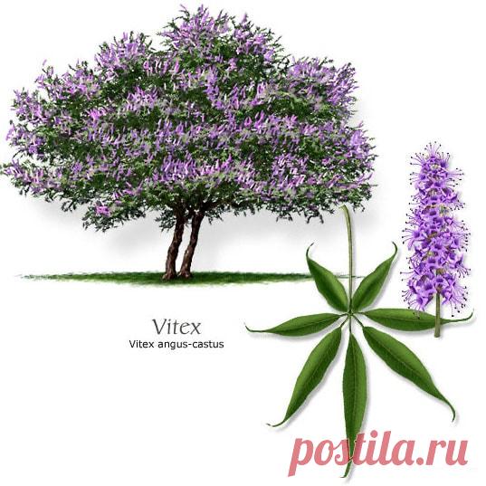 8 самых мощных трав для женского здоровья, баланса гормонов, устранения симптомов ПМС