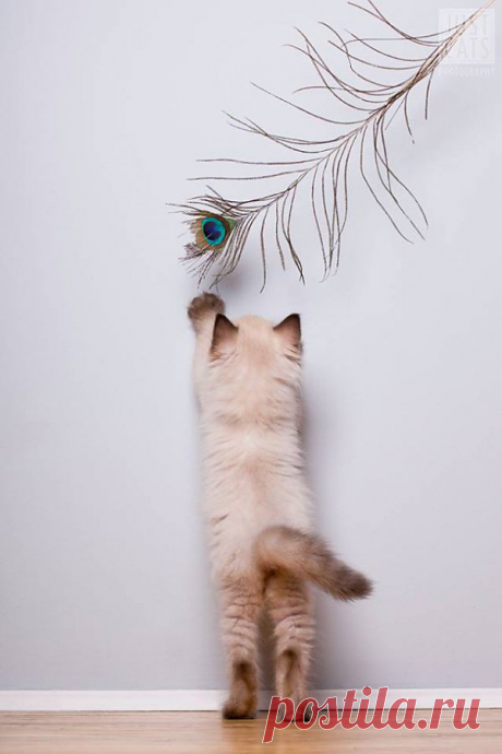 А вы думаете, почему я такой пушистый и не совсем белый!