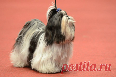 собака из питомника Чесвет Лайн, живет в Бельгии