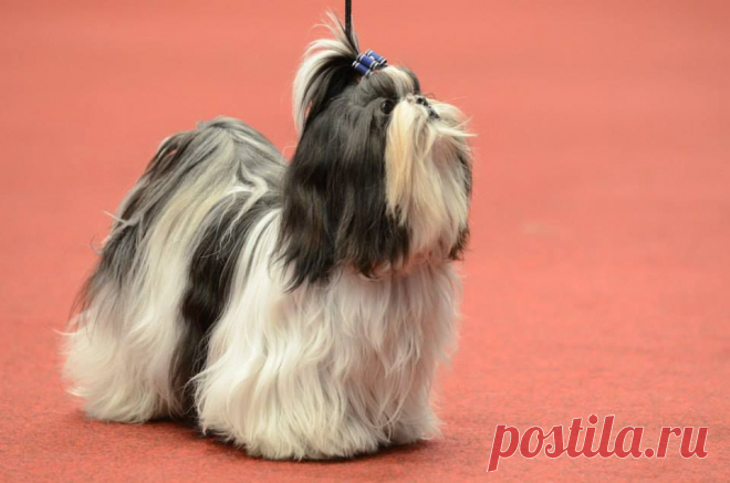 собака из питомника Чесвет Лайн, живет в Бельгии