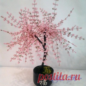 Сакура с нуля - МирТесен