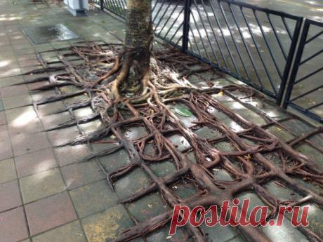 Квадратные корни