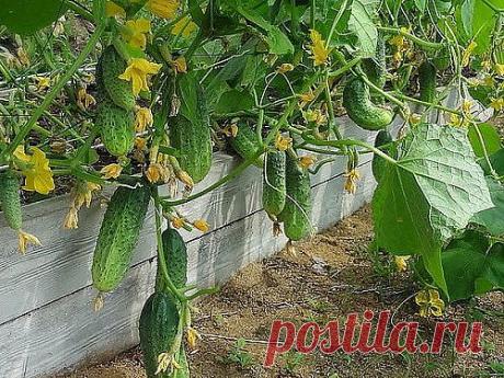 Как облегчить свой труд на земле с пользой и выгодой для себя.