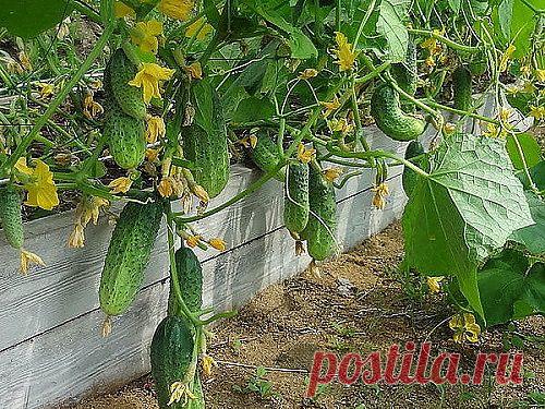 Как облегчить свой труд на земле с пользой и выгодой для себя.