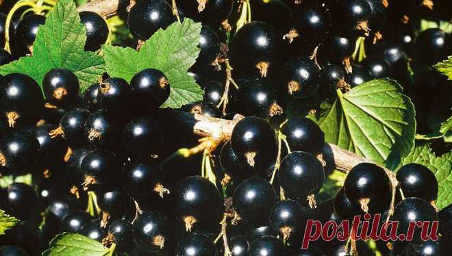 Какие сорта черной смородины приносят самые сладкие и крупные ягоды | Блог компании «Сады России» | Яндекс Дзен