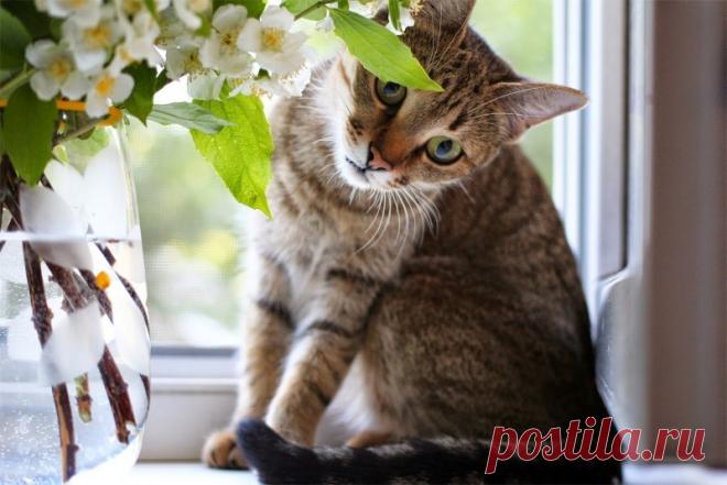 Способы уберечь кошку от опасностей, которые могут подстерегать ее дома Какие опасности могут подстерегать кошку в квартире и как защитить от них домашнего питомца