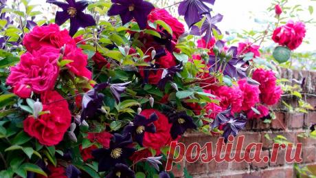 Хорошие соседи для роз – какие растения можно посадить рядом с королевой сада