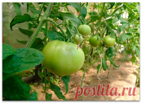 Мульчирование. Советы опытного садовода

Все мы знаем о пользе мульчирования вообще, мульчирования именно томатов, и мульчирования именно томатов именно в теплице особенно. Как, вы не знаете о пользе мульчирования?.. Фи, какой моветон))). Ну что же, тогда не вдаваясь в подробности и не влезая в дебри, поведаем вам.

Что такое мульчирование? Мульчирование - это когда земля на грядках чем-то закрыта. Нет, не ковром сочных зеленых сорняков. А например, слоем сена или картонны...