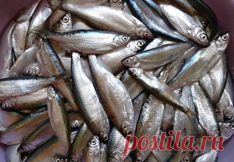 Невероятное событие, царская рыба исключена из Красной книги России. Событие радостное, но осадочек остался | Дикий Юг - природа Кубани | Яндекс Дзен