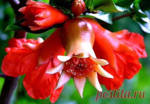 Фото@Mail.Ru: Людмила Вальцифер : ЭКЗОТИЧЕСКИЕ ЦВЕТЫ: фото