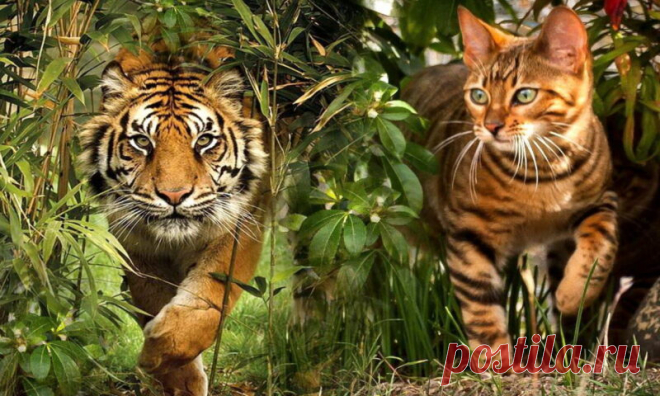 Тойгеры — кошки, похожие на тигров | Pentad