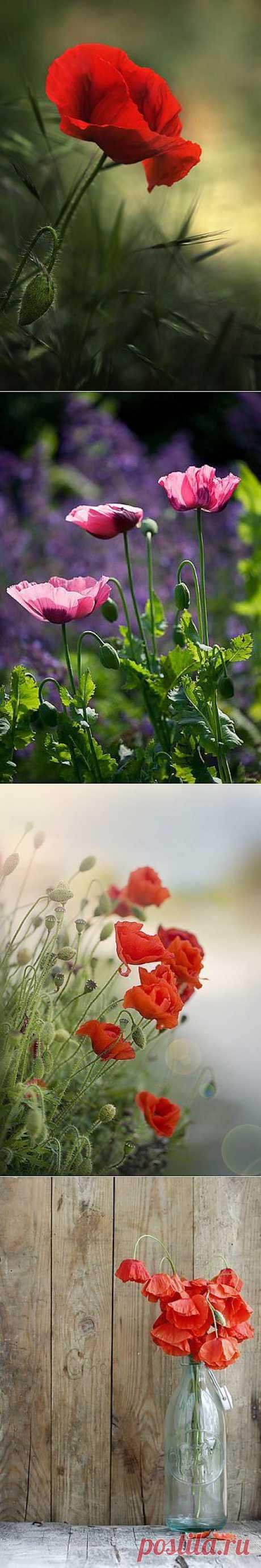 INTERWORLD | Мир Дизайна и Творчества/#uut_decor_beauty