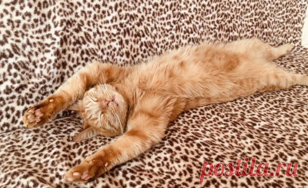 Спа-процедуры для кота: в сети восхищаются терпеливостью домашнего животного – видео