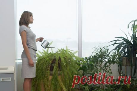 Комнатные растения-убийцы