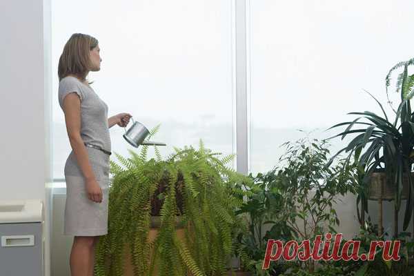 Комнатные растения-убийцы